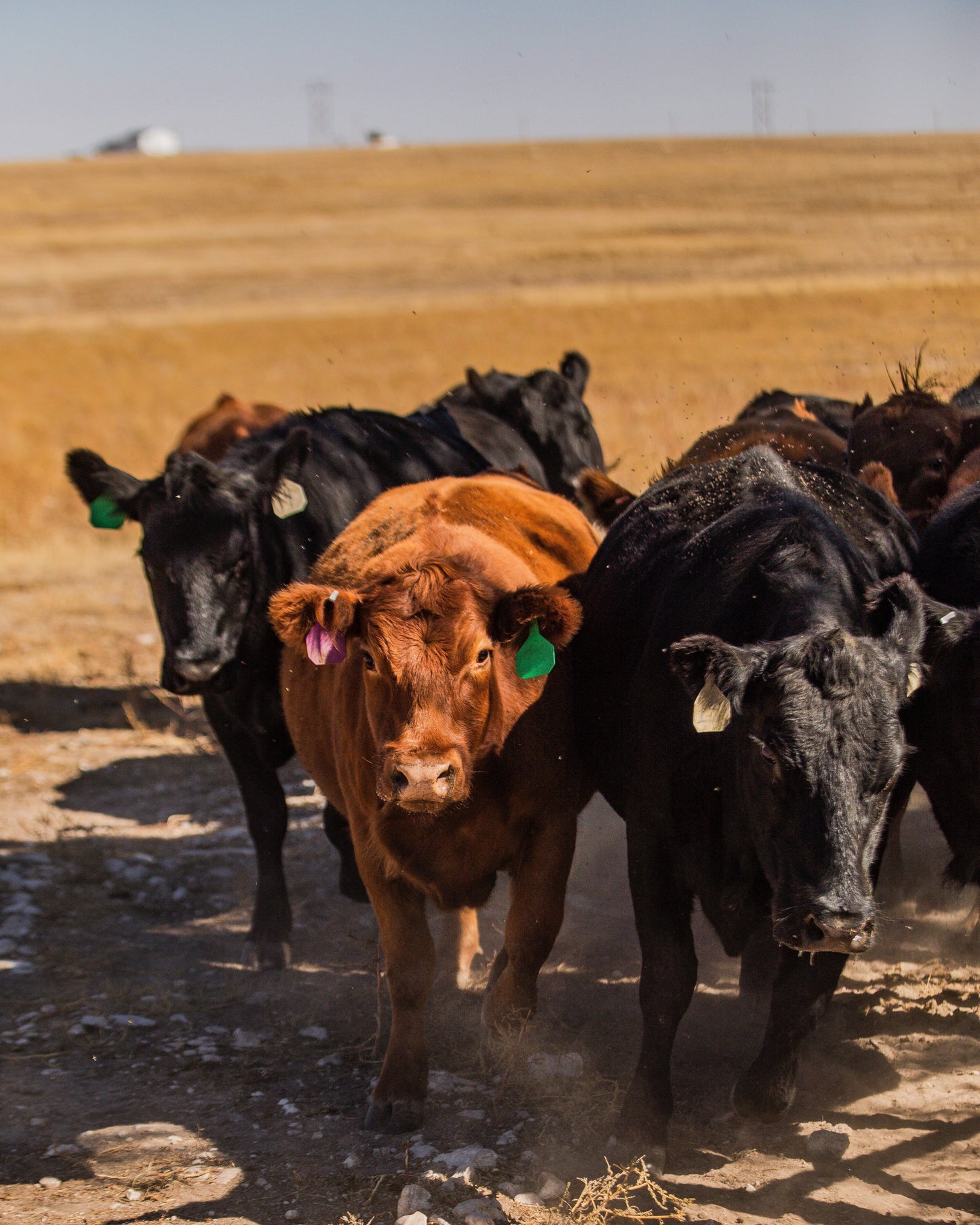 1/1 Prime Dry Aged Colorado Angus Beef - Deposit