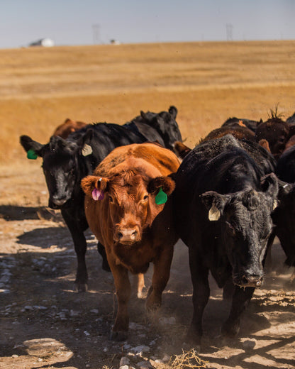 1/8 Prime Dry Aged Colorado Angus Beef
