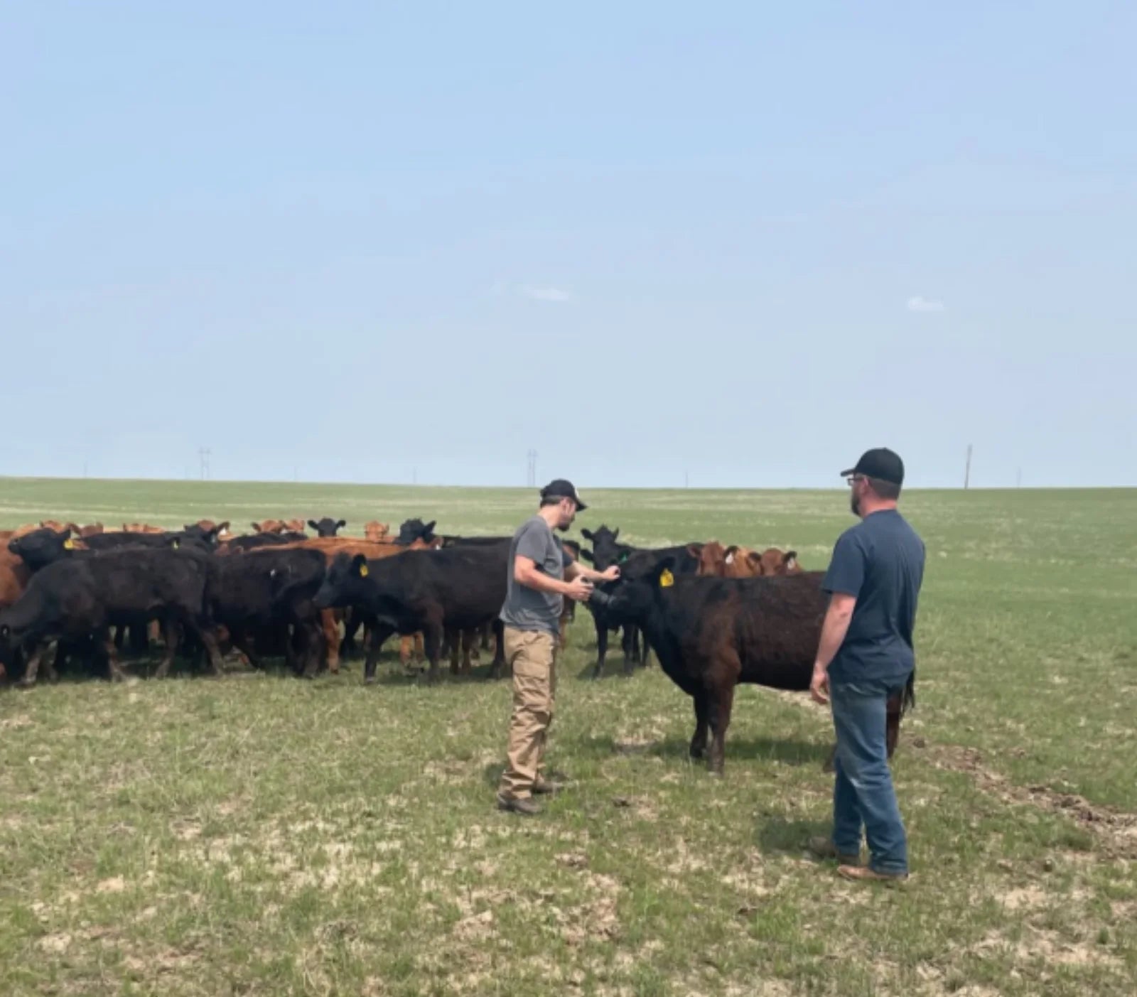Evan Jeffries working cattle