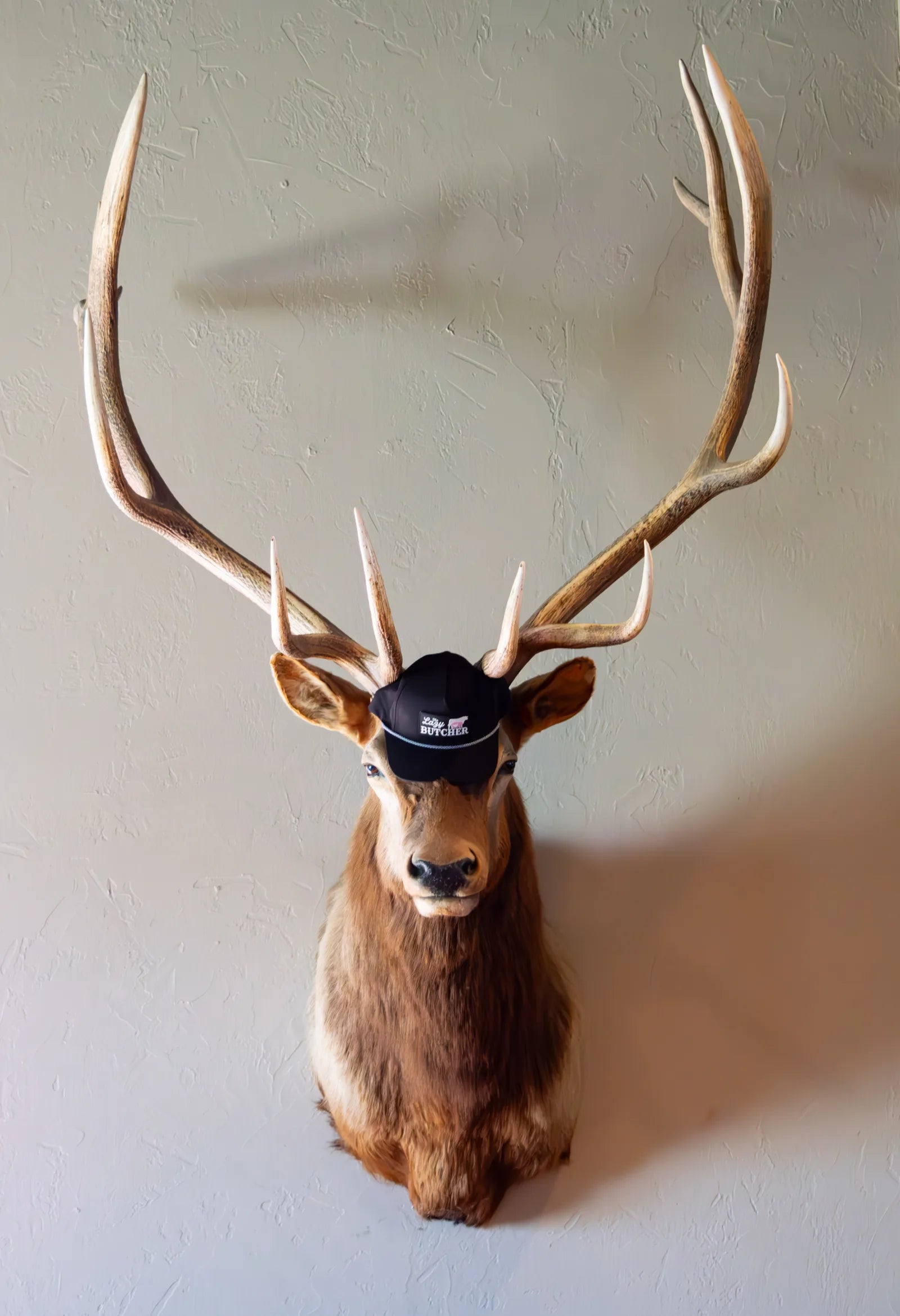 Taxidermy elk head mount with large antlers, wearing a black 'The Lazy Butcher' baseball cap between its ears.