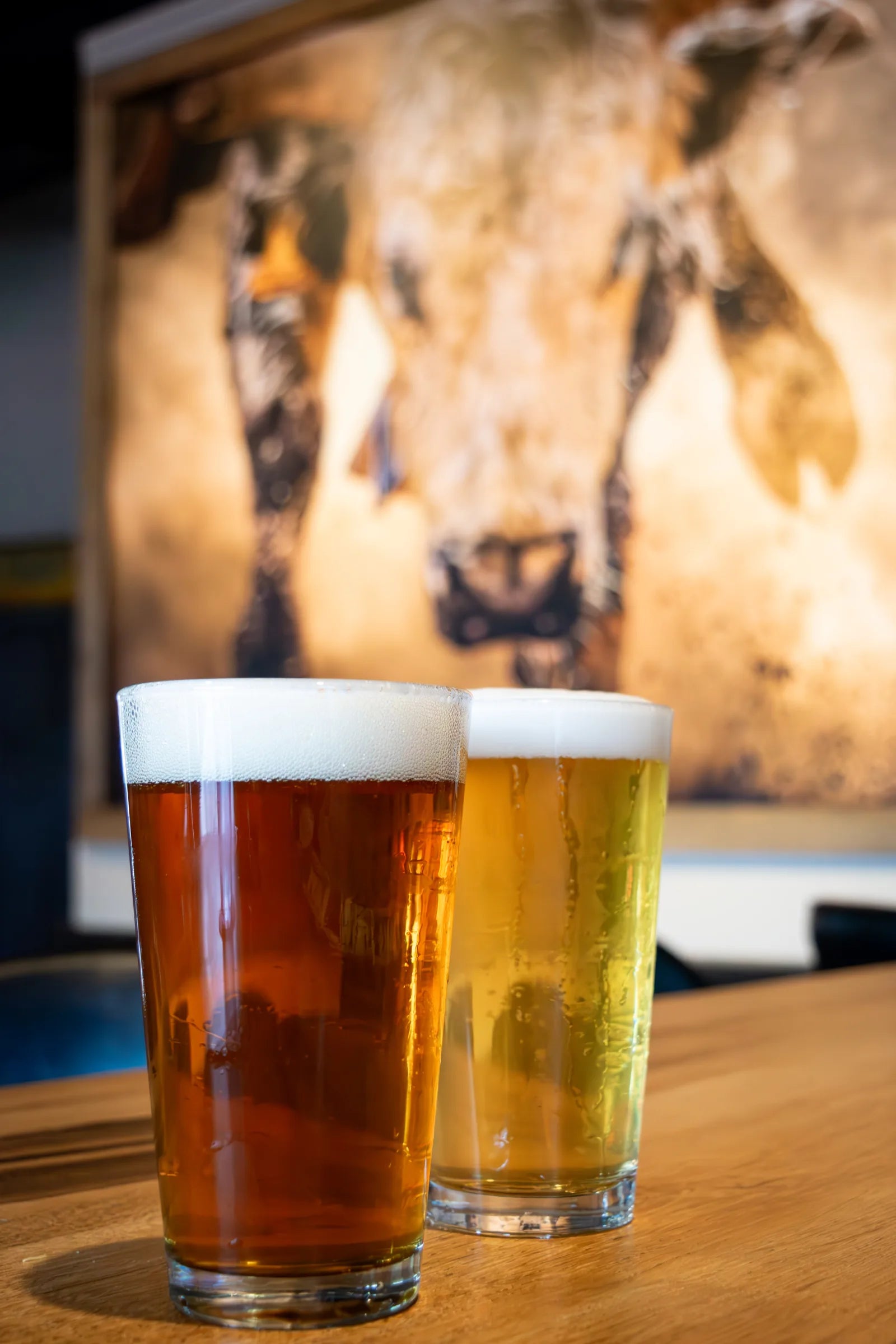 Two full pint glasses of beer, one amber and one pale gold, both topped with foam, sitting on a wood table with a large blurred photograph of a bull's head in the background.